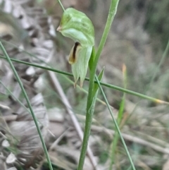 Bunochilus montanus (Montane Leafy Greenhood) at Paddys River, ACT - 11 Aug 2024 by Venture