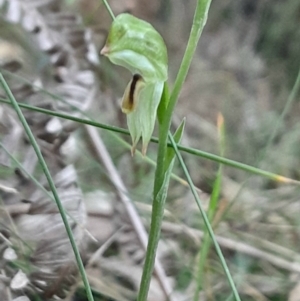 Bunochilus montanus (ACT) = Pterostylis jonesii (NSW) at Paddys River, ACT - suppressed