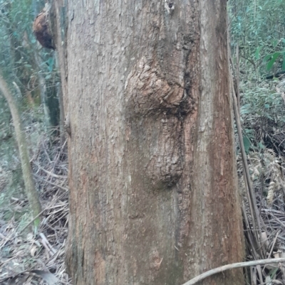 Eucalyptus fastigata (Brown Barrel) at Paddys River, ACT - 11 Aug 2024 by Venture