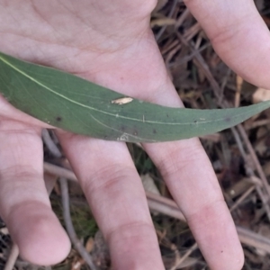 Eucalyptus fastigata at Paddys River, ACT - 11 Aug 2024 03:34 PM