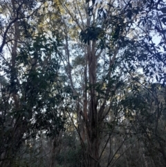 Eucalyptus fastigata at Paddys River, ACT - 11 Aug 2024