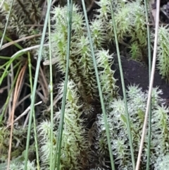 Unverified Moss, Liverwort or Hornwort at Paddys River, ACT - 11 Aug 2024 by Venture