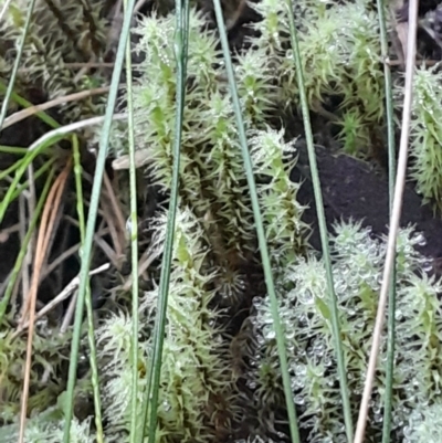 Unverified Moss, Liverwort or Hornwort at Paddys River, ACT - 11 Aug 2024 by Venture