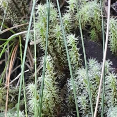 Unidentified Moss, Liverwort or Hornwort at Paddys River, ACT - 11 Aug 2024 by Venture