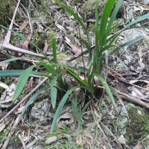 Dianella tasmanica at Paddys River, ACT - 11 Aug 2024