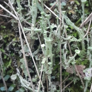 Cladonia sp. (genus) at Paddys River, ACT - 11 Aug 2024 02:59 PM