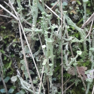 Cladonia sp. (genus) (Cup Lichen) at Paddys River, ACT - 11 Aug 2024 by Venture