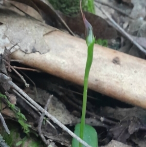 Pterostylis pedunculata at Paddys River, ACT - 11 Aug 2024