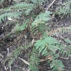 Polystichum proliferum (Mother Shield Fern) at Paddys River, ACT - 11 Aug 2024 by Venture