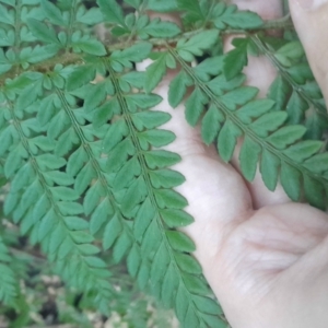 Polystichum proliferum at Paddys River, ACT - 11 Aug 2024 02:54 PM