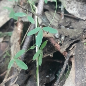 Glycine clandestina at Paddys River, ACT - 11 Aug 2024