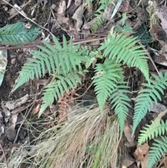 Dicksonia antarctica (Soft Treefern) at Paddys River, ACT - 11 Aug 2024 by Venture