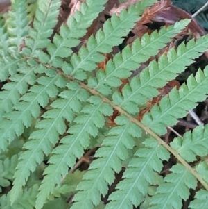 Dicksonia antarctica at Paddys River, ACT - 11 Aug 2024