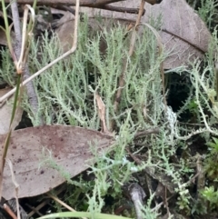 Cladonia sp. (genus) (Cup Lichen) at Paddys River, ACT - 11 Aug 2024 by Venture