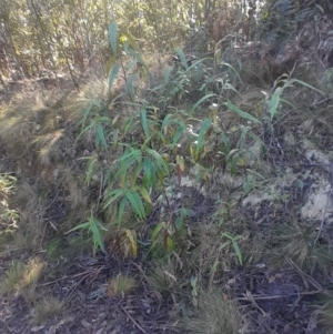 Olearia lirata at Paddys River, ACT - 11 Aug 2024