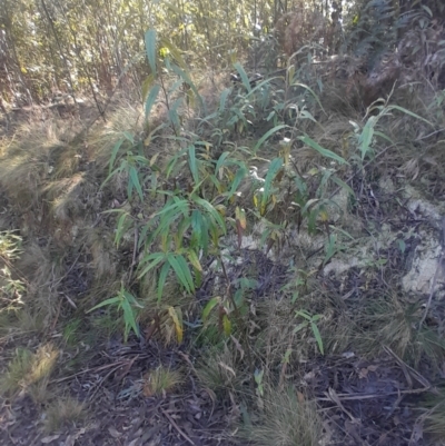 Olearia lirata (Snowy Daisybush) at Paddys River, ACT - 11 Aug 2024 by Venture