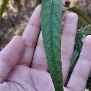 Olearia lirata at Paddys River, ACT - 11 Aug 2024 02:13 PM