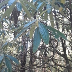 Bedfordia arborescens (Blanket Bush) at Paddys River, ACT - 11 Aug 2024 by Venture