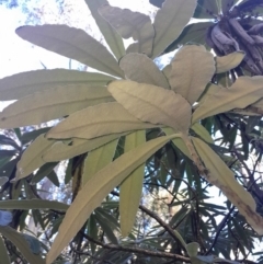 Bedfordia arborescens at Paddys River, ACT - 11 Aug 2024