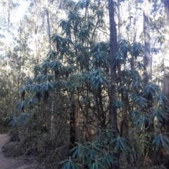 Bedfordia arborescens at Paddys River, ACT - 11 Aug 2024