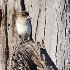 Cracticus nigrogularis (Pied Butcherbird) at Wodonga, VIC - 10 Aug 2024 by KylieWaldon