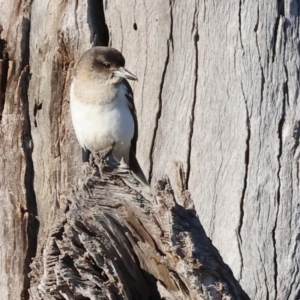 Cracticus nigrogularis at Wodonga, VIC - 11 Aug 2024 08:49 AM