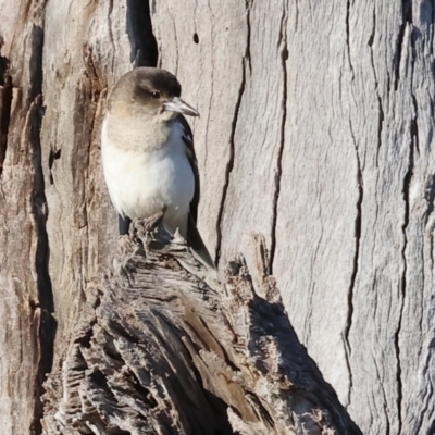 Cracticus nigrogularis (Pied Butcherbird) at Wodonga, VIC - 10 Aug 2024 by KylieWaldon