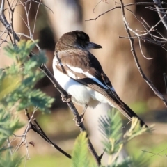 Cracticus nigrogularis at Wodonga, VIC - 11 Aug 2024