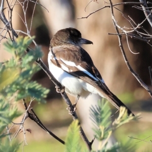 Cracticus nigrogularis at Wodonga, VIC - 11 Aug 2024 08:49 AM