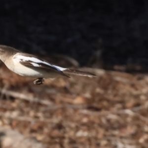 Cracticus nigrogularis at Wodonga, VIC - 11 Aug 2024