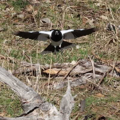 Cracticus nigrogularis (Pied Butcherbird) at Wodonga, VIC - 10 Aug 2024 by KylieWaldon