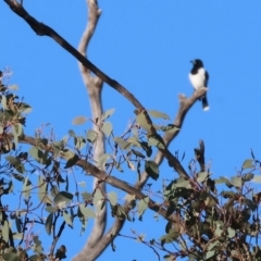 Cracticus nigrogularis at Wodonga, VIC - 11 Aug 2024 08:34 AM