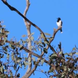 Cracticus nigrogularis at Wodonga, VIC - 11 Aug 2024 08:34 AM