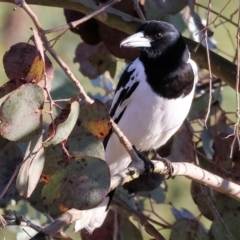 Cracticus nigrogularis (Pied Butcherbird) at Wodonga, VIC - 10 Aug 2024 by KylieWaldon