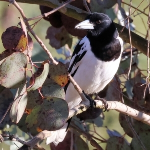 Cracticus nigrogularis at Wodonga, VIC - 11 Aug 2024