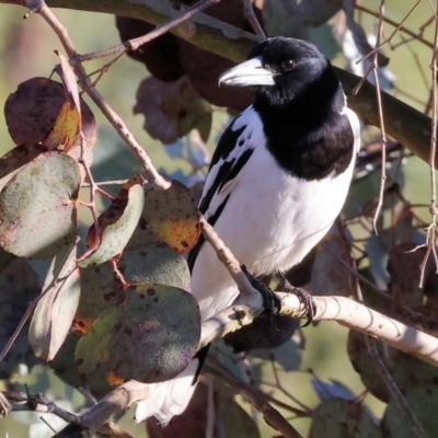 Cracticus nigrogularis (Pied Butcherbird) at Wodonga, VIC - 10 Aug 2024 by KylieWaldon