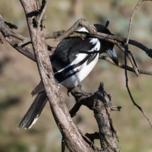 Cracticus nigrogularis at Wodonga, VIC - 11 Aug 2024