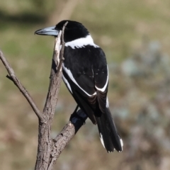 Cracticus nigrogularis at Wodonga, VIC - 11 Aug 2024 09:10 AM