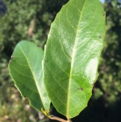 Homalium circumpinnatum at Whitfield, QLD - 15 Aug 2024