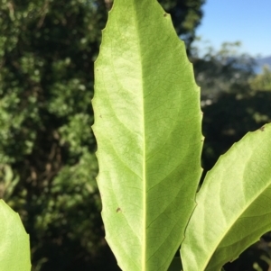 Homalium circumpinnatum at Whitfield, QLD - 15 Aug 2024