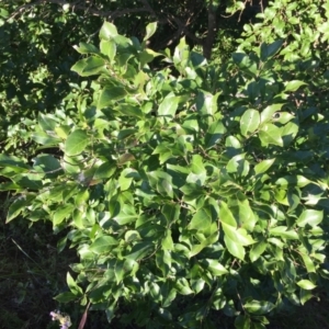 Homalium circumpinnatum at Whitfield, QLD - 15 Aug 2024