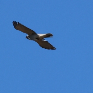 Coracina novaehollandiae at Wodonga, VIC - 11 Aug 2024