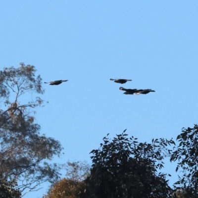 Corcorax melanorhamphos (White-winged Chough) at Wodonga, VIC - 11 Aug 2024 by KylieWaldon