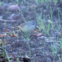 Acanthiza chrysorrhoa (Yellow-rumped Thornbill) at Wodonga, VIC - 11 Aug 2024 by KylieWaldon