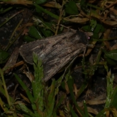 Agrotis munda (Brown Cutworm) at Freshwater Creek, VIC - 9 Sep 2022 by WendyEM