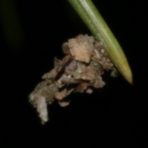 Lepidoscia lainodes at Freshwater Creek, VIC - 9 Sep 2022