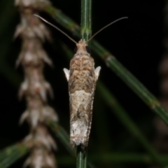 Crocidosema plebejana (Cotton Tipworm Moth) at Freshwater Creek, VIC - 9 Sep 2022 by WendyEM