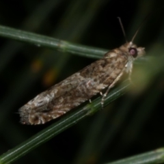 Crocidosema plebejana at Freshwater Creek, VIC - 9 Sep 2022