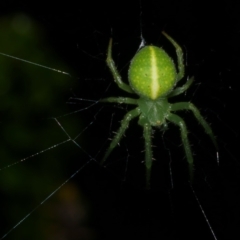 Araneus psittacinus (Parrot Coloured Orb-weaver) at Freshwater Creek, VIC - 9 Sep 2022 by WendyEM