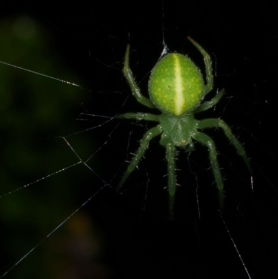 Araneus psittacinus (Parrot Coloured Orb-weaver) at Freshwater Creek, VIC - 9 Sep 2022 by WendyEM